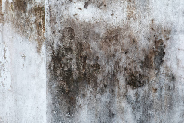 Reliable Ingram, TX Mold Removal Solutions