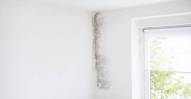 Best Dehumidification Services  in Ingram, TX