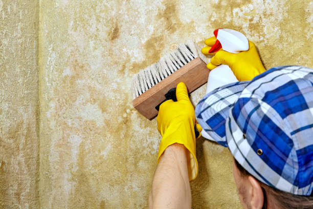 Best Forensic Mold Investigation  in Ingram, TX