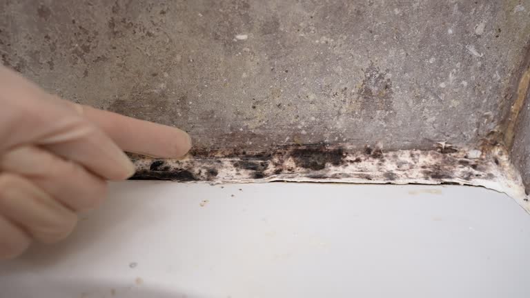 Best Basement Mold Removal  in Ingram, TX