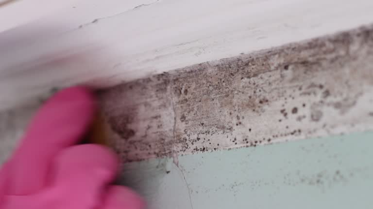 Best Air Quality Testing for Mold Spores  in Ingram, TX